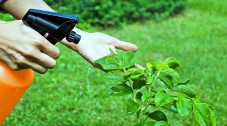 Ongediert Kraaijtuin