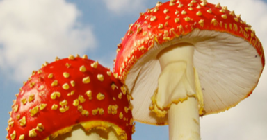 tuintips-kraaij-november-384-x-202