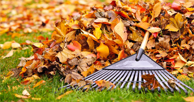 tuintips-kraaij-oktober-384-x-202