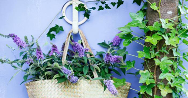 tuintips-kraaij-augustus-384-x-202