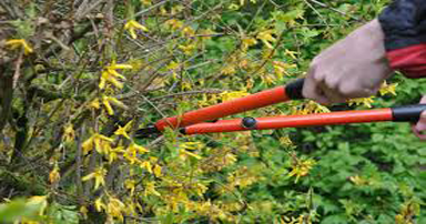 tuintips-kraaij-mei-384-x-202