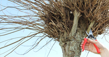 tuintips-kraaij-snoeien-oktober-384-x-202