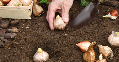 tuintips-kraaij-bloembollen-oktober-384-x-202