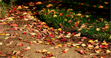 tuintips-kraaij-gazon-december-384-x-202