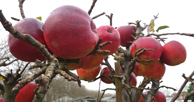 tuintips-kraaij-moestuin-december-384-x-202