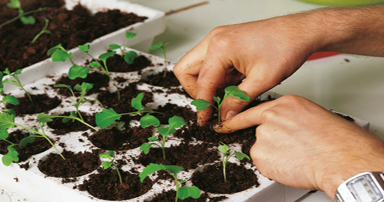 tuintips-kraaij-moestuin-januari-384-x-202