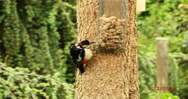 tuintips-kraaij-tuin-en-natuur-mei-384-x-202