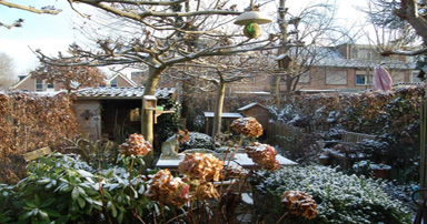 tuintips-kraaij-tuin-januari-384-x-202