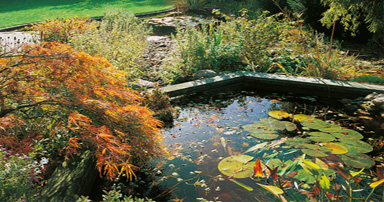 tuintips-kraaij-vijveronderhoud-oktober-384-x-202