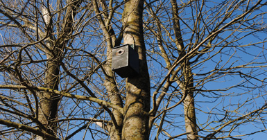 tuintips-kraaij-vogelhuisje-november-384-x-202