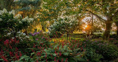 tuitips-kraaij-december-384-x-202