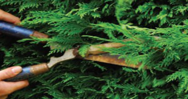 tuintips-kraaij-conniferen-snoeien-augustus-384-x-202