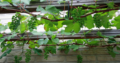 tuintips-kraaij-druiven-terugsnoeien-juli-384-x-202