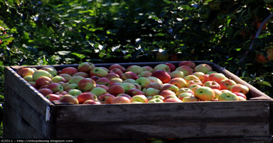 tuintips-kraaij-fruitoogst-september 384 x 202