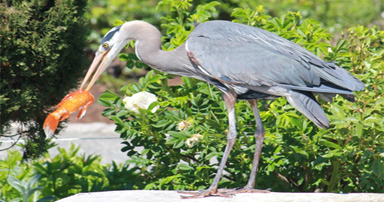 tuintips-kraaij-reiger-bij-vijver-384-x-202