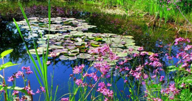 tuintips-kraaij-vijverbeplanting-juni-384-x-202